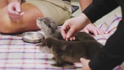 Willie and marley are
doing really well - Secrets of the Zoo