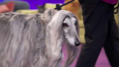 - Willy is with his forever mom, Kim.
- Come on, Willy! - 2022 American Rescue Dog Show
