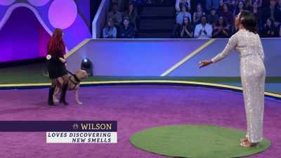 Wilson, a pit bull mix - 2022 American Rescue Dog Show