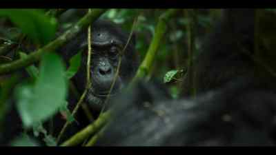 Wilson is an up-and-coming young male. - Chimp Empire