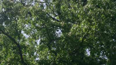 - (wind blowing)
- (birds chirping) - Trees and Other Entanglements
