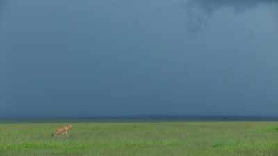 (WIND BLOWING) - Dynasties