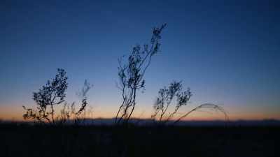 (wind blowing) - Trees and Other Entanglements