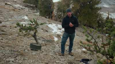 (wind blowing) - Trees and Other Entanglements