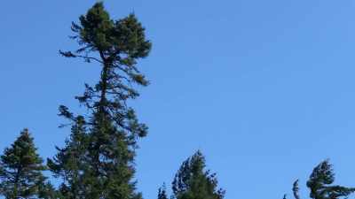 - (wind blowing)
- (trees rustling) - Trees and Other Entanglements