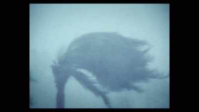 (wind roaring) - Closed for Storm