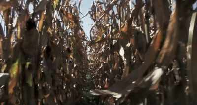 (window clatters) - Dark Night of the Scarecrow 2