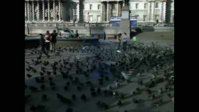 (wings flap)
(doves coo) - The Buildings That Fought Hitler
