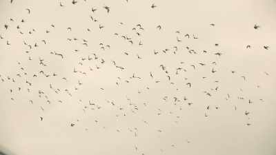 (wings flapping) - Trackers
