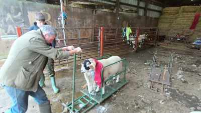 Winning a prestigious prize
for your sheep not only improves - Our Yorkshire Farm