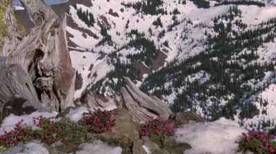 WINTER FINALLY RETREATED
TO THE HIGHEST PEAKS, - The Bears and I