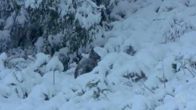 Winter means a struggle for survival. - David Attenborough's Tasmania