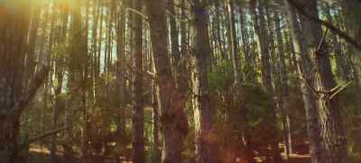 ♪ Winter's wood is cut F - Sweet Tooth