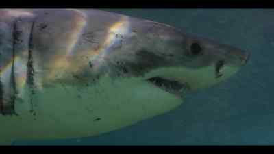 Wise seals don't get caught napping. - Our Oceans