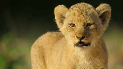 Wisely, Kaya waits
to ensure the reception is warm. - Wild Babies