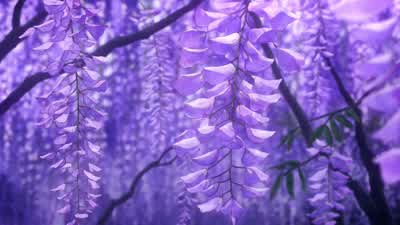 Wisteria? - Demon Slayer: Kimetsu no Yaiba