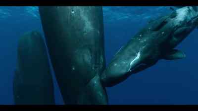 ...with a baby just weeks old,
but growing fast. - Our Oceans