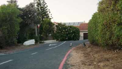 With a caracal on the prowl, - Penguin Town