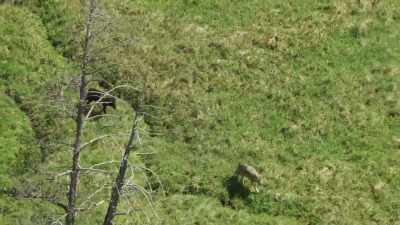 With a flourishing population - Yellowstone: One-Fifty
