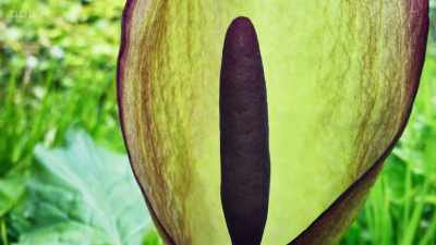 ..with a large purple spike
called a spadix. - Wild Isles