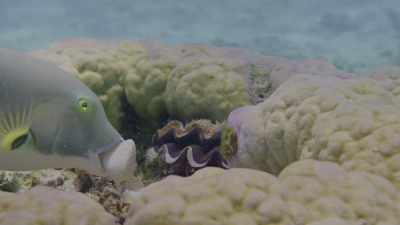 With a particular bump inside
that he always uses. - Oceans: Our Blue Planet