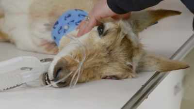 With a prey species like this, - Secrets of the Zoo