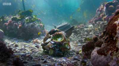 ..with a protective armour
of shells. - Planet Earth: A Celebration