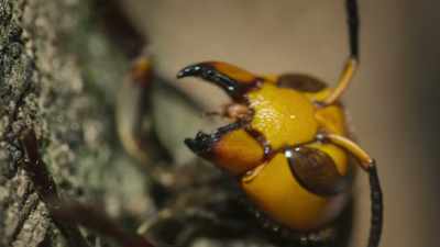 With a quarter-inch stinger, - Super/Natural