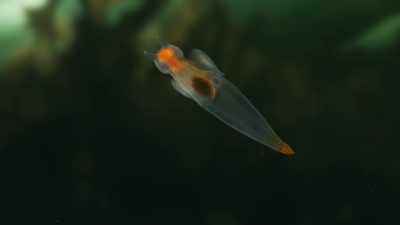 With a stomach full of prey, - Planet Earth III