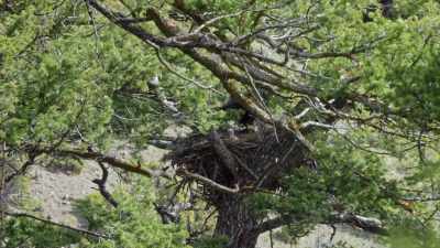 With a young
hatchling in her nest, - Yellowstone: One-Fifty