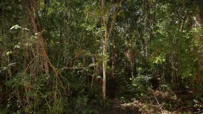 With all the trees,
there's nothing to be seen. - Lost Treasures of the Maya