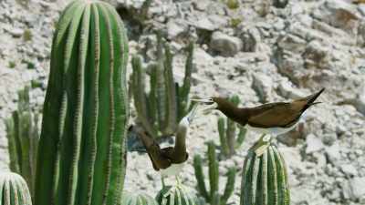 ..with brown and blue-footed
boobies. - The Green Planet