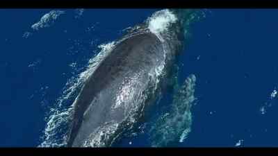 With her calf in tow,
Mom can't outrun them. - Our Oceans