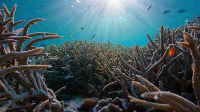 With climate change, our seas are warming. - Our Planet
