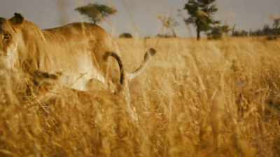 With her cubs depending on her, - Serengeti