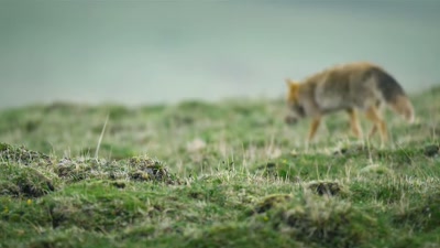'With cubs to feed,
she has no choice. - A Year on Planet Earth