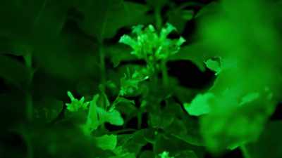 With this defence at the ready, - The Green Planet