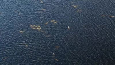 With each dive, he wastes precious energy, - Hostile Planet