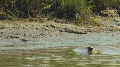 With another dolphin, - Wild Babies