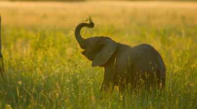 With endless floodplains
to munch their way through, - Surviving Paradise: A Family Tale