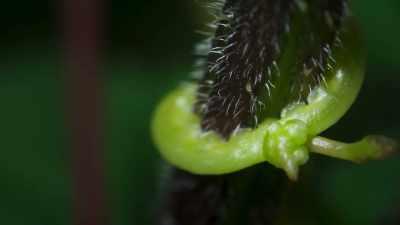 With its energy supply assured, - The Green Planet