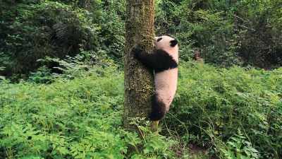 With every step, - Pandas
