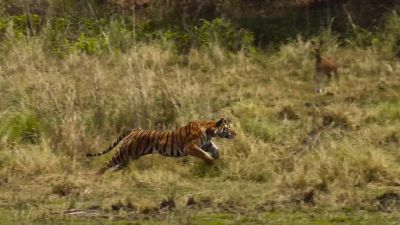 With explosive power, she accelerates to 40 miles an hour... - Big Beasts