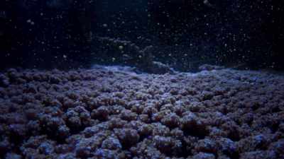 With extraordinary synchrony,
entire reefs reproduce. - Blue Planet II
