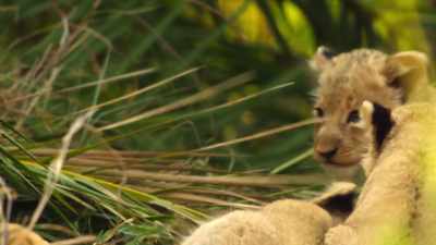 With eyes just opened, - Wild Babies