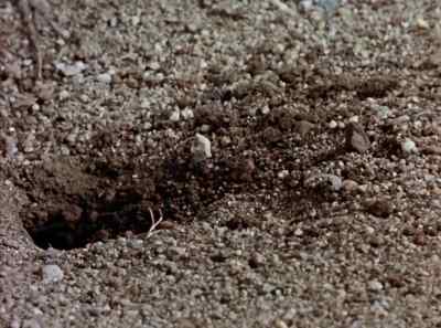 With fanatical energy,
she digs a hole, - The Living Desert