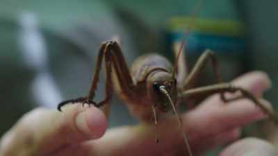 With few threats from predators
and no competition from mammals, - Modern Dinosaurs