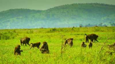 With food abundant, everyone
soon relaxes... - Serengeti