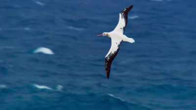 With food so scarce in the open ocean, - Blue Planet II