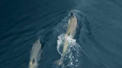 With four orcas chasing it, - Seven Worlds, One Planet